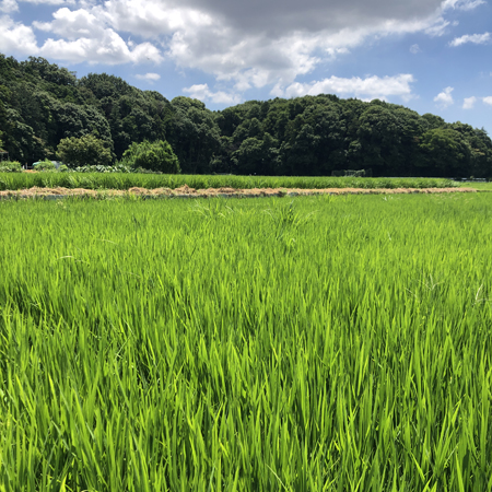 250730_RICEFIELD.jpg